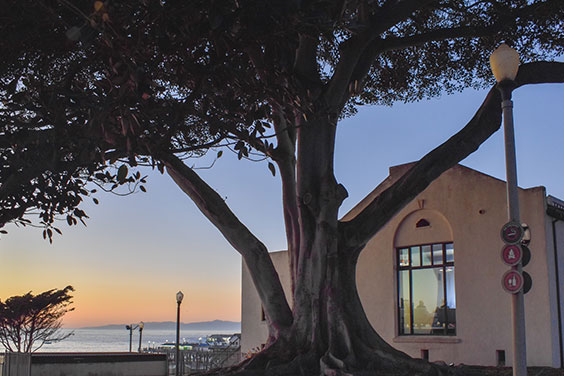 RBHL-Fig-Tree